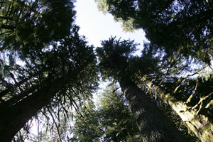 Giant Cedar trees